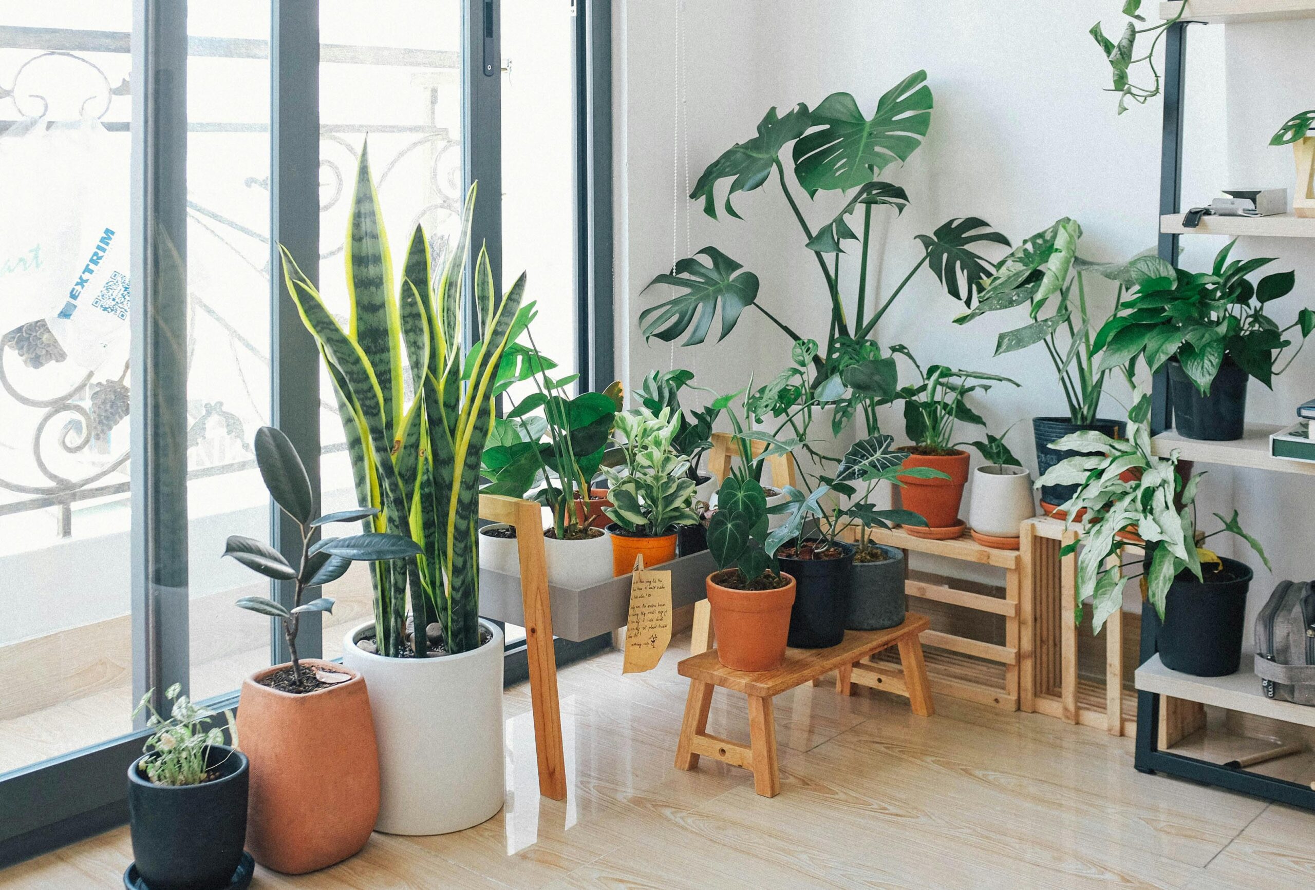 A bright collection of houseplants that increase humidity arranged in a cozy, modern living space – showing how clustered plants can soften dry indoor air.