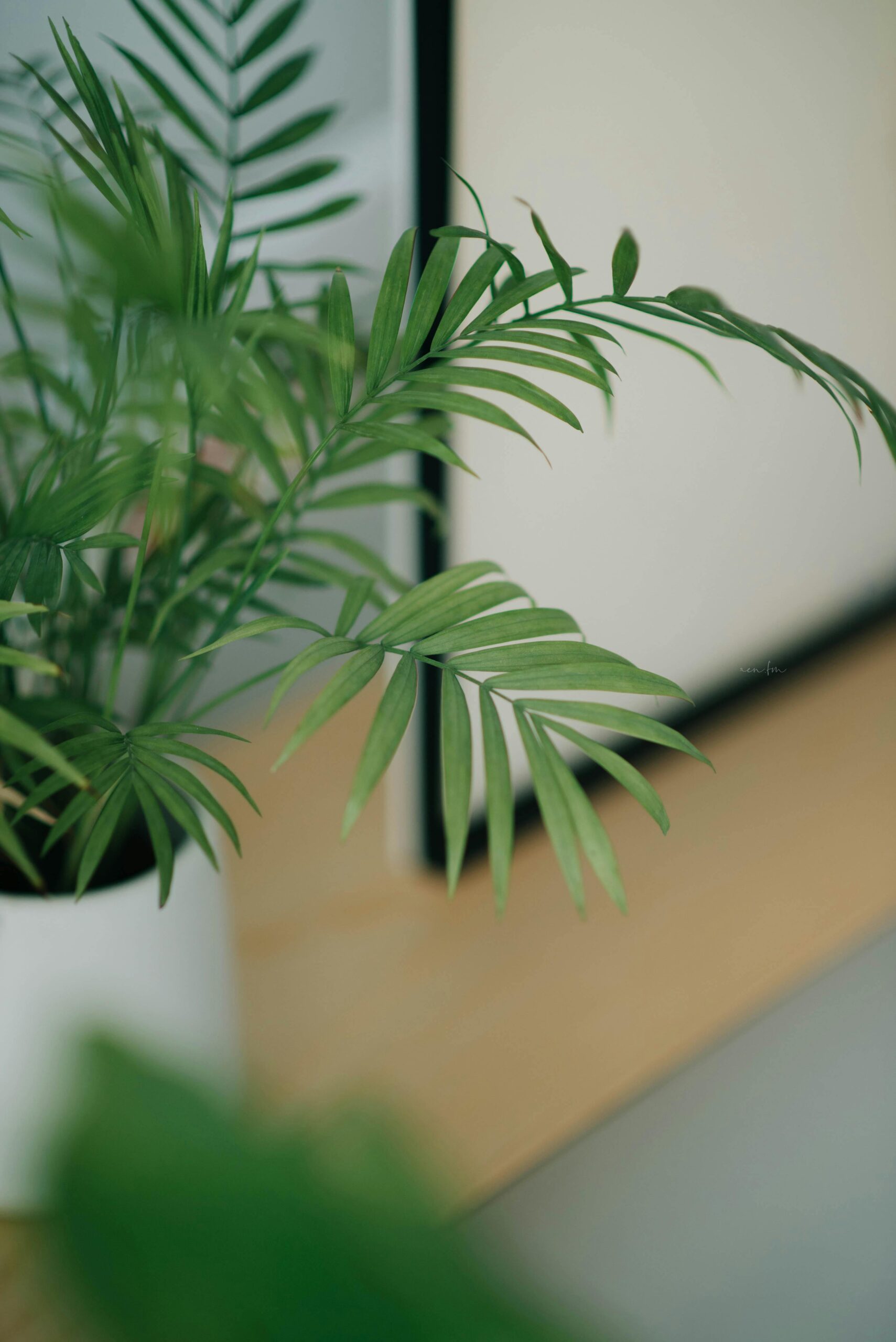 Parlor palm in a bright room