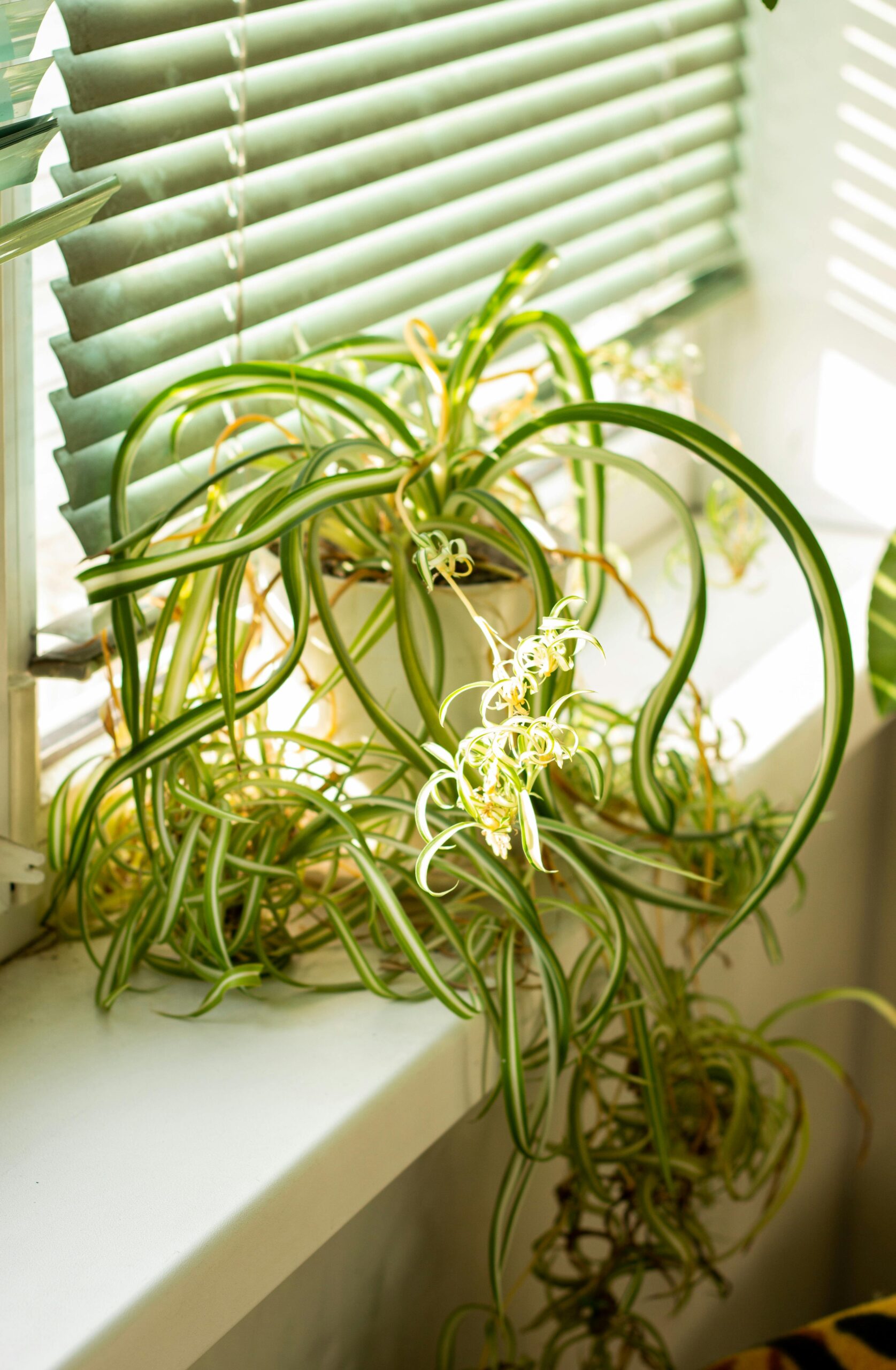 Spider plant on a shelf