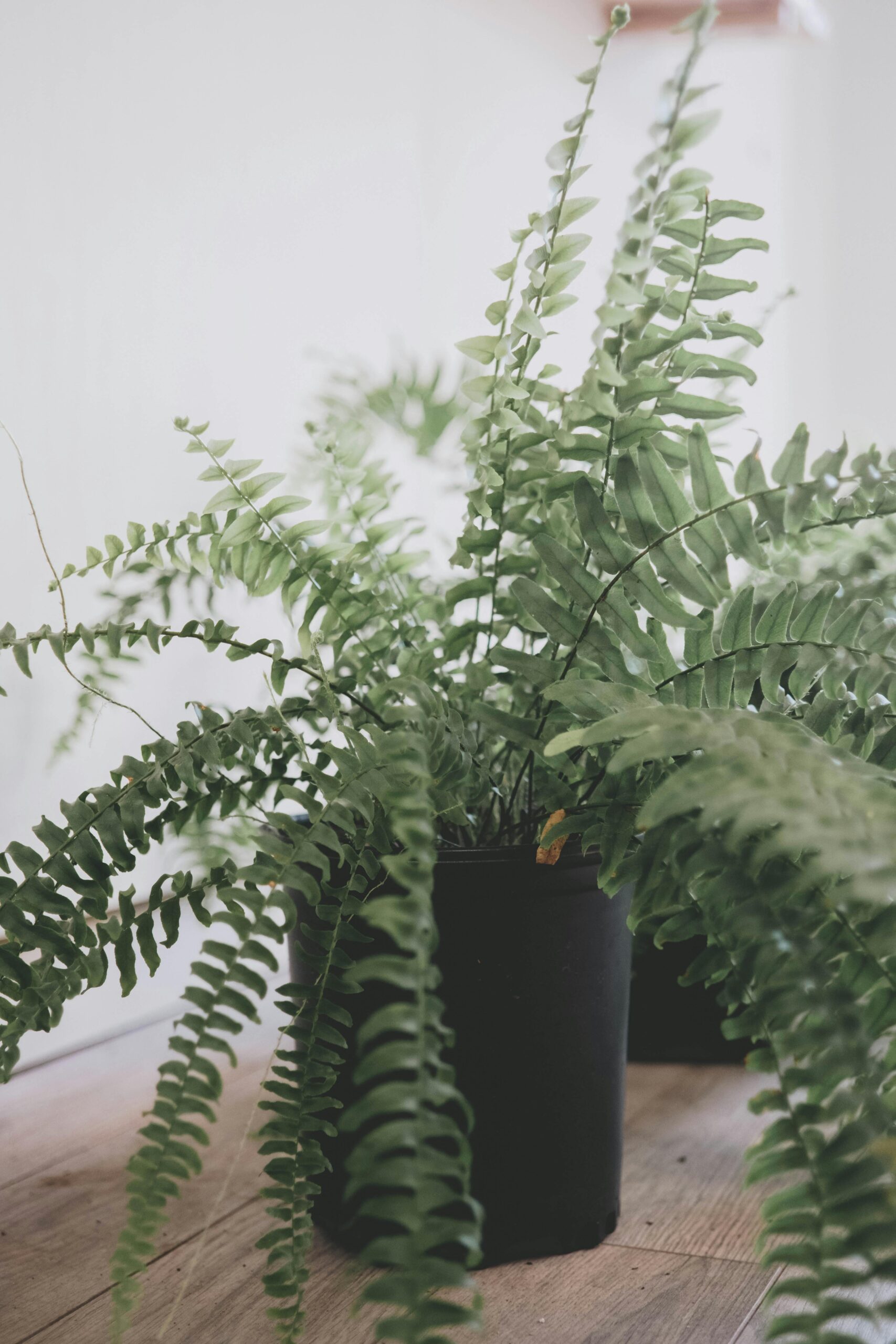 Boston fern in a pot